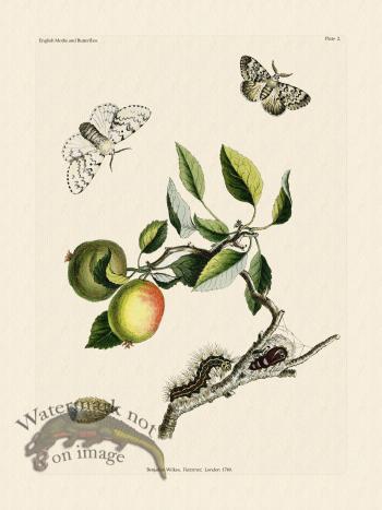 Wilkes Butterflies 002